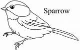 Sparrow Coloring Cute Pages Designlooter Innocent sketch template
