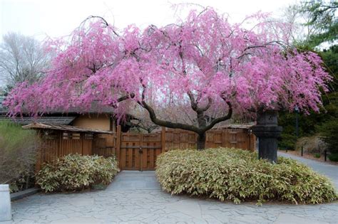 wanted     weeping cherry tree