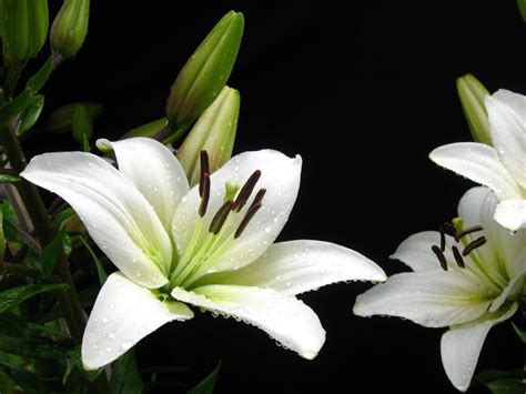 flower poetry fridays  white lily