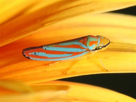 red teal  yellow leaf hopper  yellow leaf hd wallpaper wallpaper flare