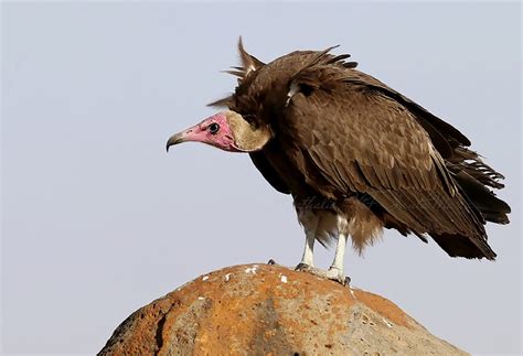 race  save african vultures   birds   birds