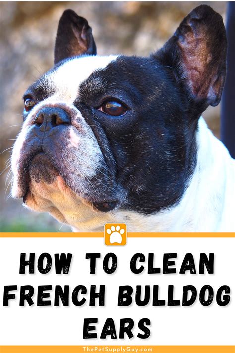 ear cleaner   french bulldog  pet supply guy