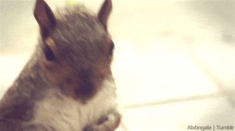 squirrel find and share on giphy
