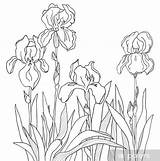 Line Hortensien Sticken Irises Colourbox 123rf источник Gladiolus sketch template