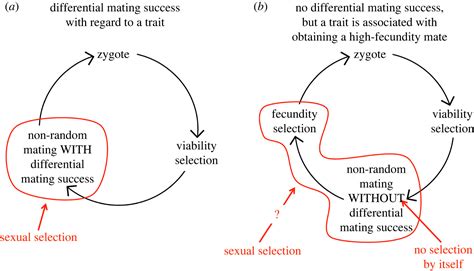 Grey Zones Of Sexual Selection Why Is Finding A Modern Definition So