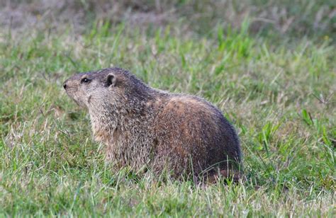 groundhog  biggest animals kingdom