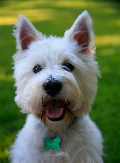 west highland white terrier breed information history health
