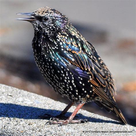 starling bird google search starlings pinterest bird  animal