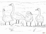 Coloring Tundra Swans Pages Swan Printable Lake Clipart Taiga Color Supercoloring Animals Arctic Drawings Drawing Skip Main Paper sketch template