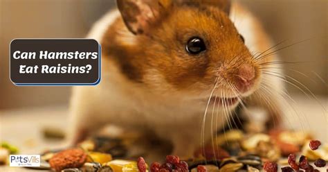 hamsters eat raisins  treats  feeding tips