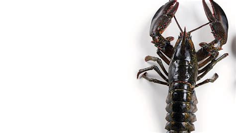 how to tell the sex of a lobster article finecooking
