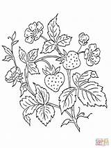 Coloring Bush Strawberry Pages Printable Color Fruit Strawberries Drawing Patterns Designlooter Hand 1600px 34kb 1200 Embroidery Tattoo sketch template