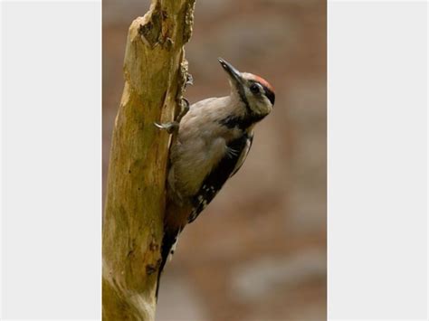 details great spotted woodpecker birdguides