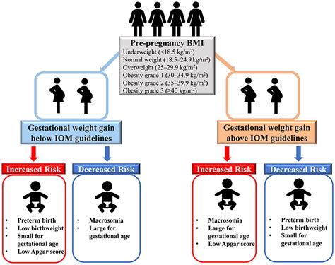 frontiers associations between gestational weight gain and adverse