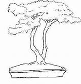 Bonsai Coloring Tree Book Drawing Designlooter 276px 67kb Getdrawings Background Details Drawings sketch template
