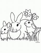 Bunnies Ausmalbilder Daffodils sketch template