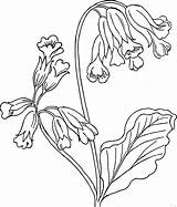 Coloring Plant Clipart Library Pages Cowslip Printable sketch template