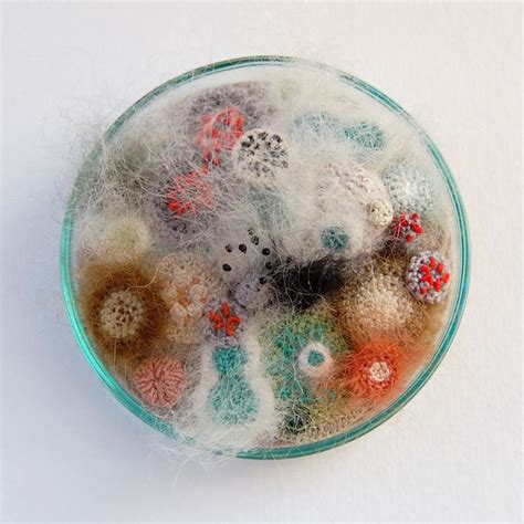 delightful petri dishes filled  wool  felt fungi boing boing