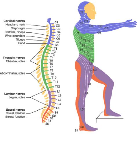 spinal cord injury levels bone  spine