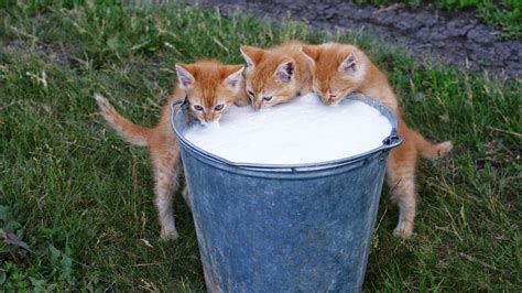 rode katten drinken melk hd wallpapers