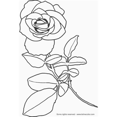 valentine rose coloring page letmecolorcom rose coloring pages