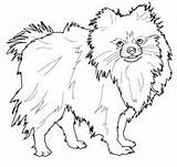 Pomeranian Coloring Pages Dog Puppy Outline Drawing Printable Chihuahua Color Newfoundland Book Dogs Print Koirat Väritystehtäviä Bing Koirarodut Online Pienet sketch template