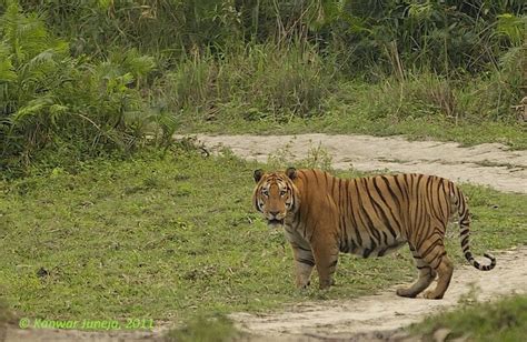 Biggest Kaziranga Tiger