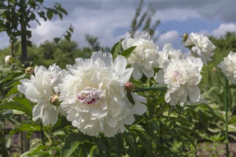 chinese peony paeonia lactiflora plant care growing guide