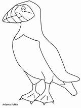Puffin Pulcinella Frailecillo Uccelli Coloringall Puffins Frailecillos Aves Condividi Ws sketch template