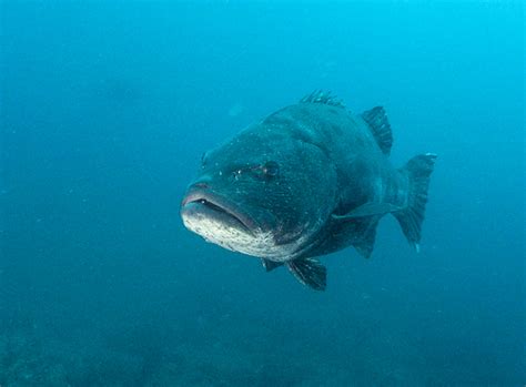 Ocean Safari Scuba Blog The Giant Sea Bass