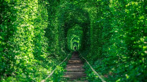 6 Most Beautiful Tree Tunnels In The World
