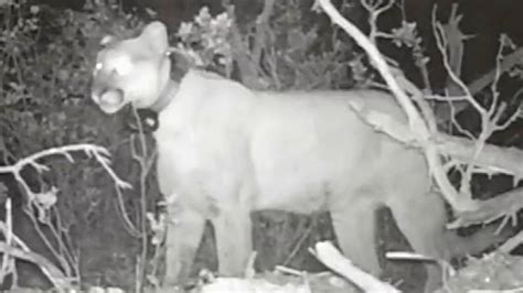 Utah Bear Steals And Eats Cougar’s Kill Video Shows Fox News