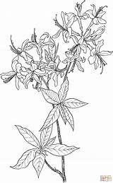 Flower Rhododendron Azalea Wild Drawing Wildflower Coloring Pages Tattoo Printable Honeysuckle Supercoloring Meadow Painting Colouring Clipart Color Bible Crafts sketch template