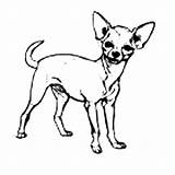 Chihuahua Coloring Pages Dog Cute Netart Pet Dogs Printable Puppy Kids Color Pets Part Print sketch template