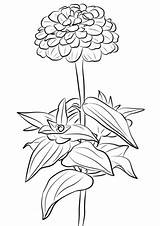 Zinnia Coloring Pages Drawing Flower Elegant Printable Supercoloring Zinni Getdrawings Categories Drawings sketch template