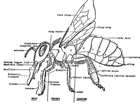 bee anatomy google images bee keeping bee diagram bee colony