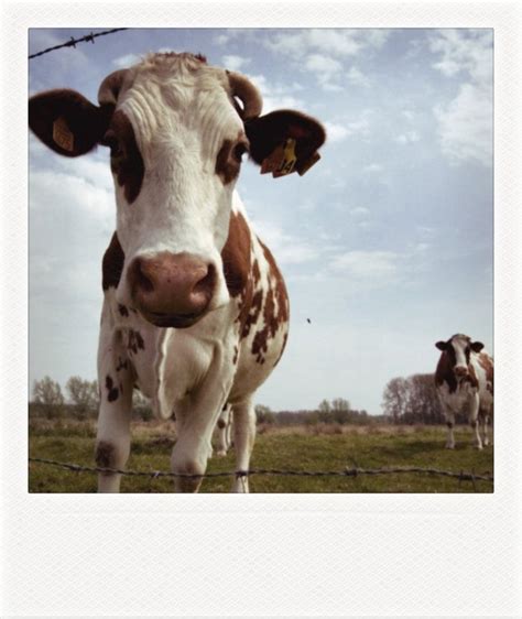 a brown and white cow standing on top of a grass covered field next to