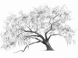 Moss Tree Drawing Spanish Sketch Drawings Paintingvalley Template Coloring sketch template