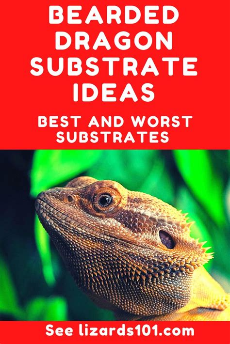 bearded dragon substrate ideas   worst substrate  bearded dragons bearded dragon