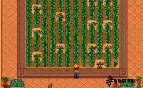 grow ancient fruits  stardew valley wings