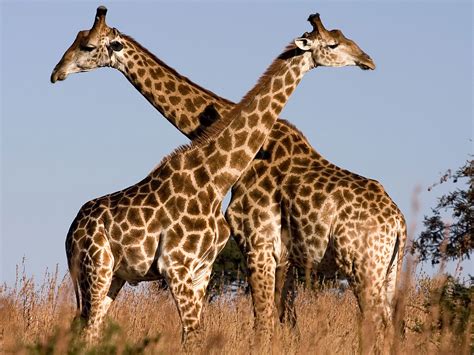 giraffe descprition  facts