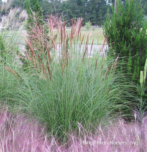 miscanthus sinensis gracillimus maiden grass non native look at