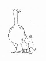 Goose Goslings Illustrations Capecodartandnature sketch template
