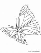 Papillon Mariposa Monarca Borboleta Plein Voando Hellokids Mariposas Papillons Borboletas sketch template