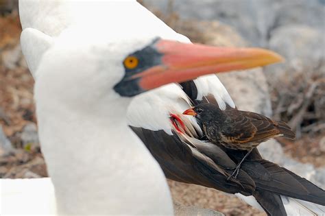 conoce a los pájaros vampiro de las galápagos español