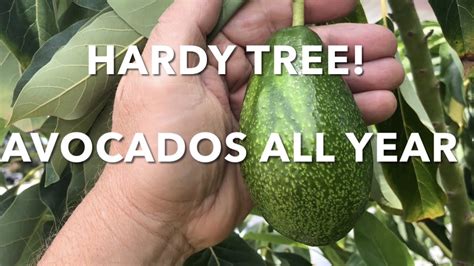 mexicola grande avocado tree update graft   fruit  year winter  summer hardy