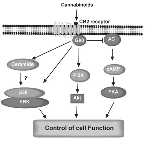 Schematic Summary Of Cb2 Receptor Signaling Δ 9 Thc And Cannabinoids