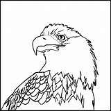 Eagle Golden Coloring Drawing Getdrawings sketch template
