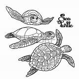 Turtle Hawksbill Tartaruga Tatuaggio Disegno Tartarughe Istockphoto 123rf Salvato sketch template