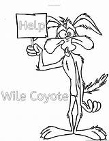 Coyote Runner Roadrunner Wile Looney Tunes Correcaminos Coloringhome Designlooter 07kb 930px sketch template